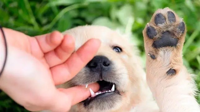cachorro mordiendo