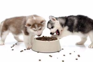 comida de cachorro