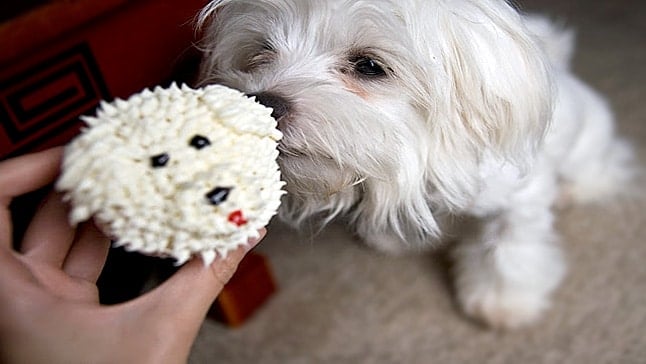 cupcakes para perro