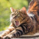 gato repelente
