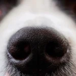 nariz de perro y su olfato