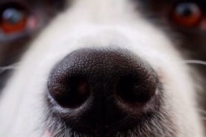 nariz de perro y su olfato