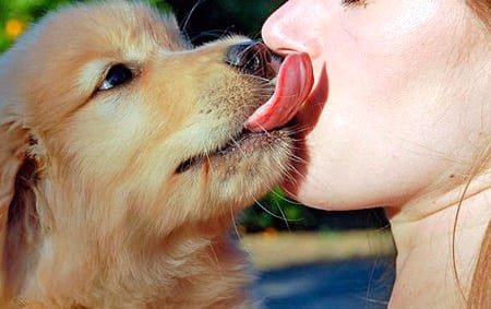 perro lamiendo la cara