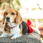 perrita embarazada
