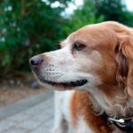 perro bretón español