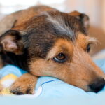 perro con dolor acostado en su cama
