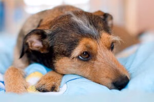 perro con dolor acostado en su cama