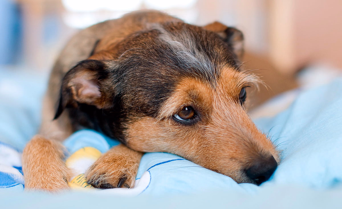 perro con dolor acostado en su cama