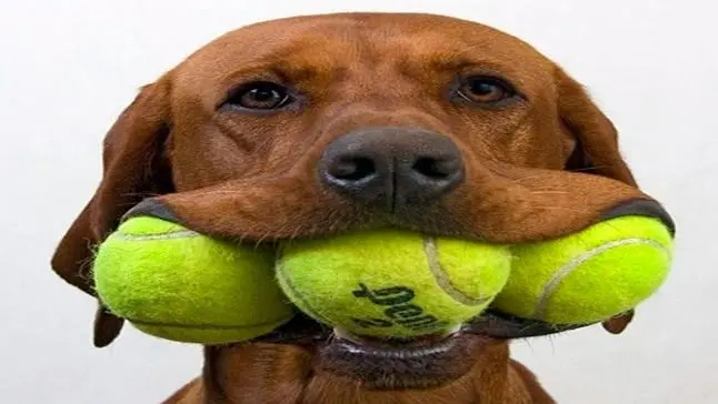 perro con pelota