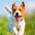 perro corriendo