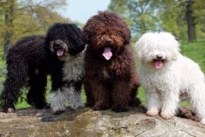 perro de agua español