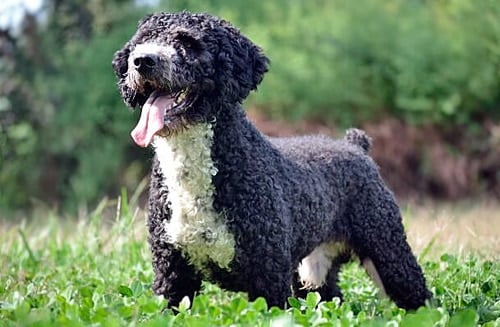 Perro español de agua negro y blanco