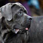 perro de raza cane corso