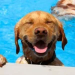 perro en piscina