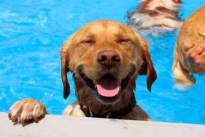 perro en piscina