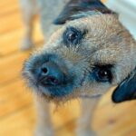 perro inclina cabeza