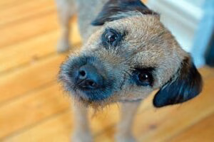 perro inclina cabeza