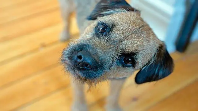 perro inclina cabeza