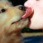 perro lame cara