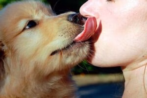 perro lame cara