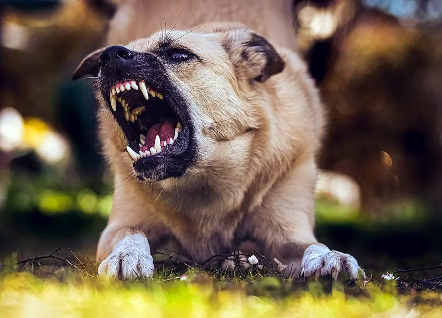 ¿Cuál es la raza de perro más fuerte?