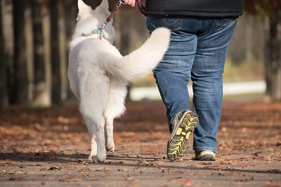 ¿Cuantos paseos necesita un perro?