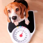 perro pesandose en una bascula