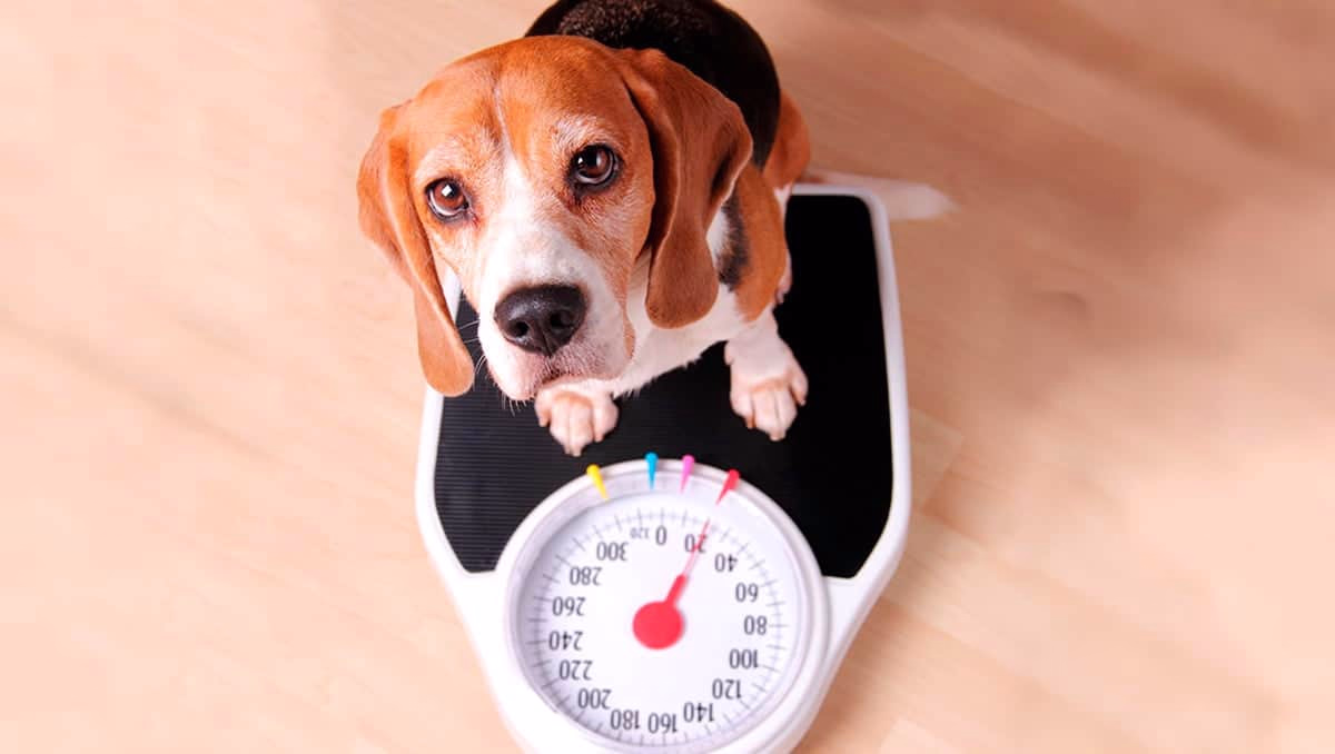 perro pesandose en una bascula