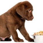 pienso para perro