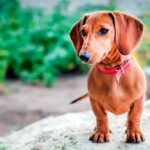 teckel de pelo corto sobre una roca