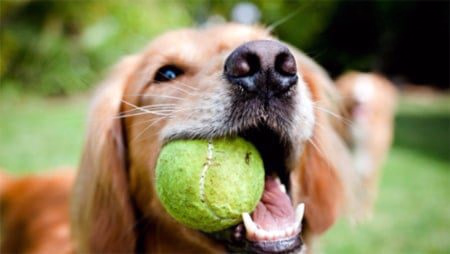 perro que trae la pelota