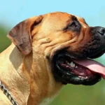 Bullmastiff