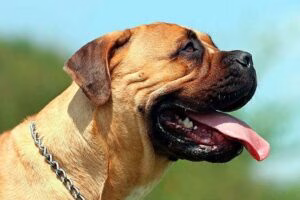 Bullmastiff