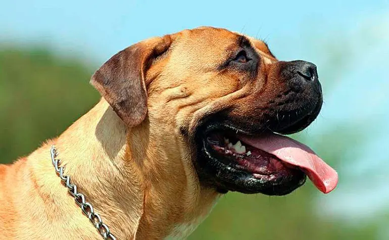 Bullmastiff