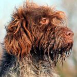 Griffon de Korthals 2