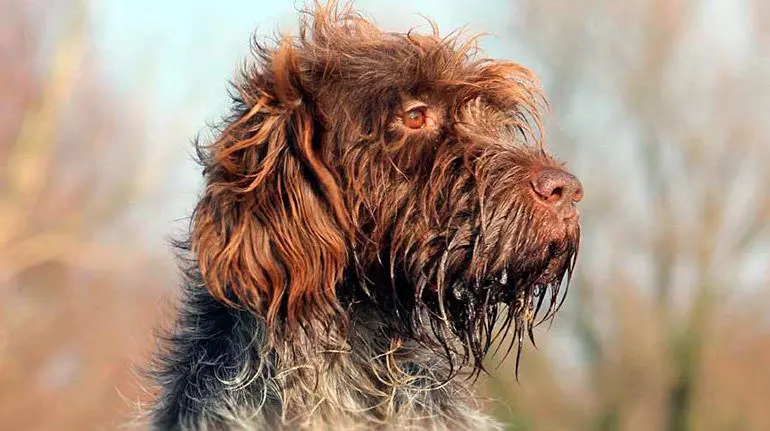 Griffon de Korthals 2
