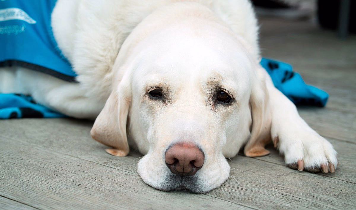Perrita tras ser castrada