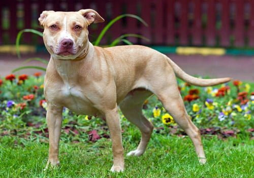 perro APBT
