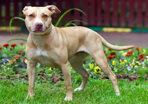 perro APBT