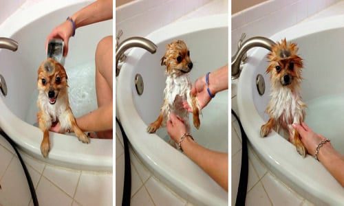 bañar cachorro