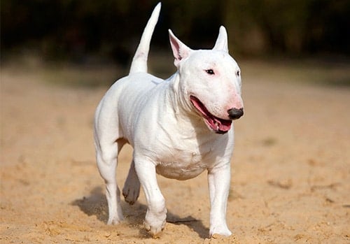 perro bull terrier inglés