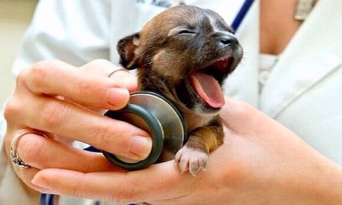 cachorro en veterinario