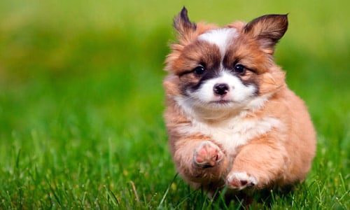 cuidar de un cachorro paseando