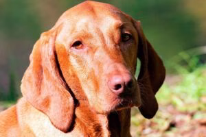 cara de Vizsla