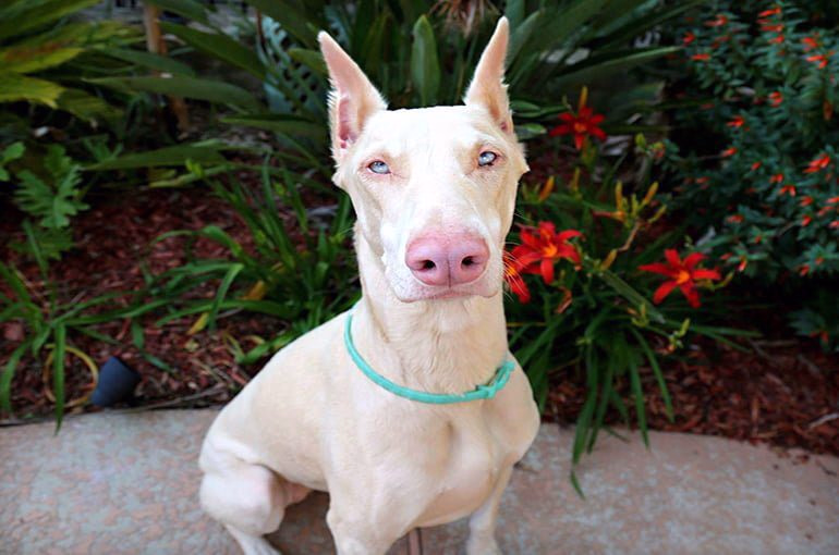 dóberman albino