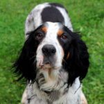 perro Setter Inglés