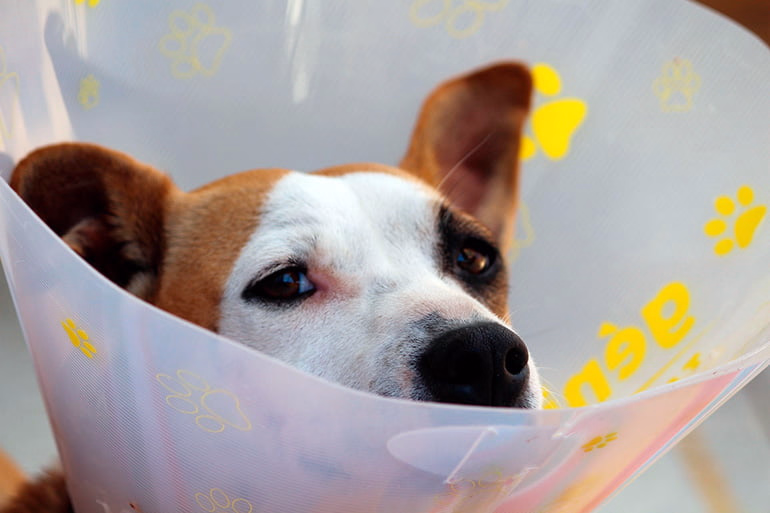 perro-castrado-con-collar-isabelino