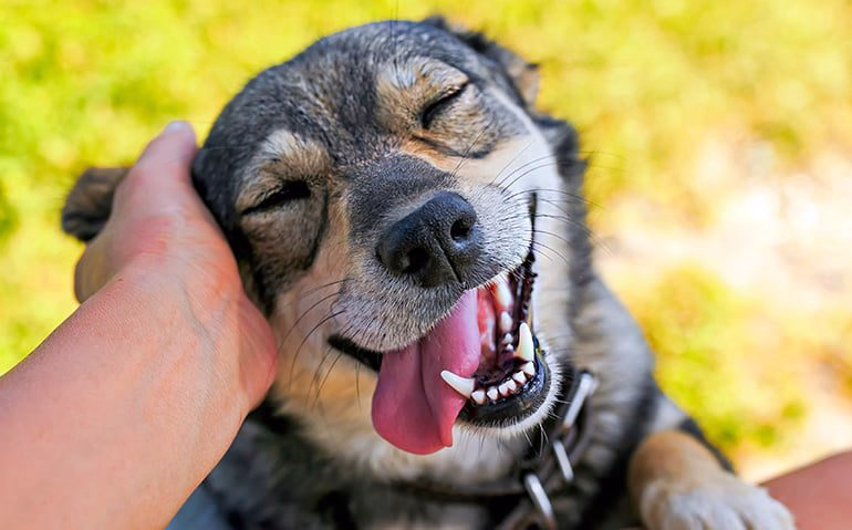 perro contento