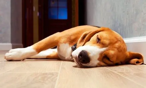 perro durmiendo de lado