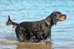perro de raza gordon setter en el agua